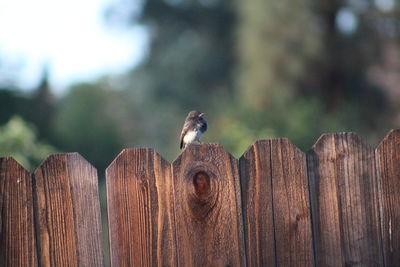 Close-up of bird perching on wooden post