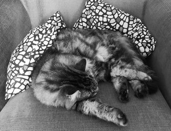 High angle view of cat sleeping on sofa