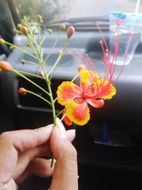 Close-up of hand holding flowering plant