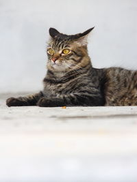 Portrait of a cat looking away