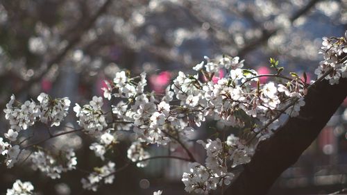 Pink flowers blooming on tree