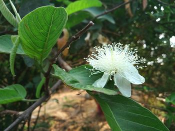 Close-up of white flowering plant