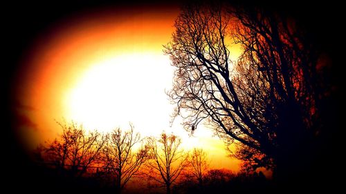 Low angle view of silhouette tree against orange sky