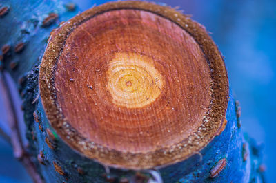 Close-up of spiral wood against trees