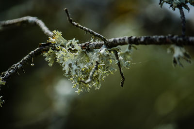 Close-up of frozen plant