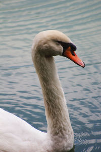 Close-up of swan swimming on lake