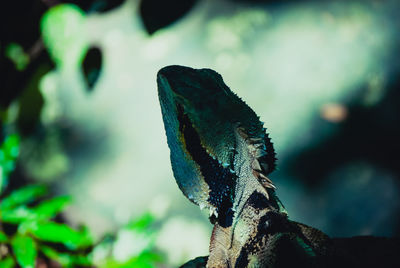 Close-up of lizard on tree