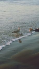 People swimming in sea