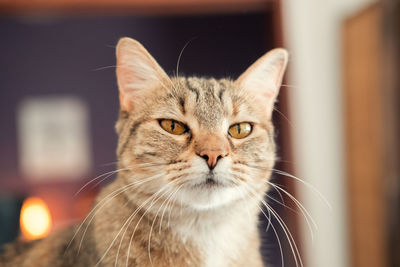 Close-up portrait of cat