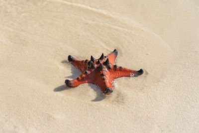 High angle view of crab on beach