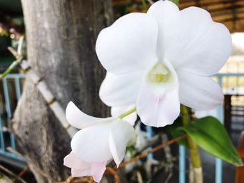 Close-up of white frangipani blooming on tree