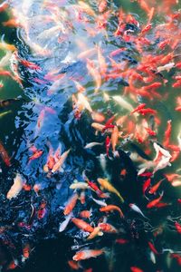 High angle view of koi carps swimming in pond