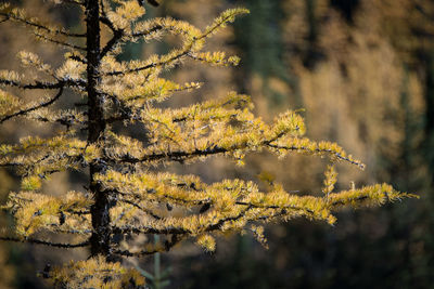 Close-up of autumn tree