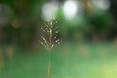 Close-up of plant growing on field