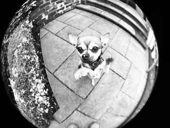 High angle portrait of dog on floor