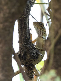 Low angle view of squirrel on tree