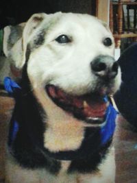 Close-up portrait of dog