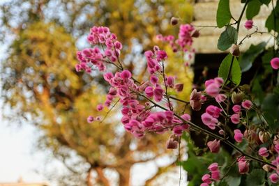 Close-up of pink cherry blossoms in spring