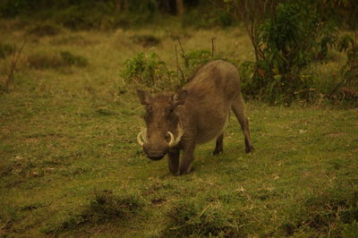 Warthog on field