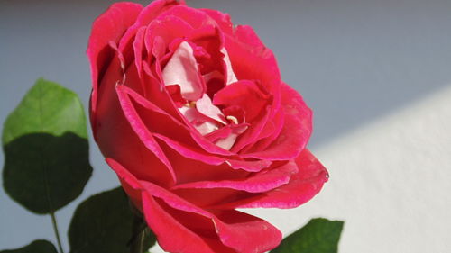 Close-up of pink rose