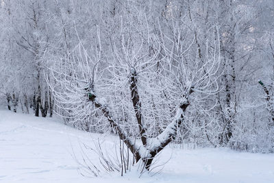 Snow covered tree