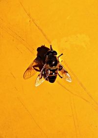 Close-up of insect on wall