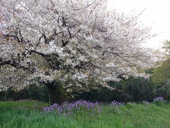 Close-up of flowers on tree