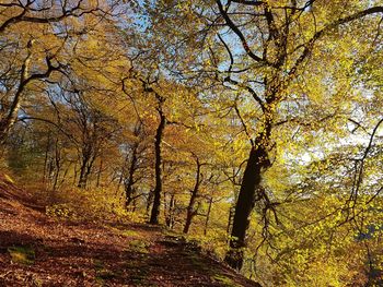 Low angle view of trees in forest during autumn