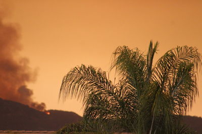 Silhouette palm tree against sky during sunset