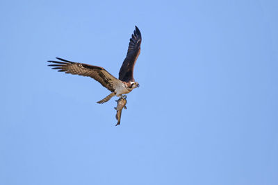 Low angle view of osprey holding fish while flying against clear blue sky