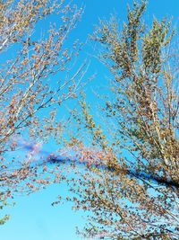 Low angle view of tree against blue sky