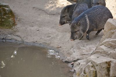 High angle view of peccaries