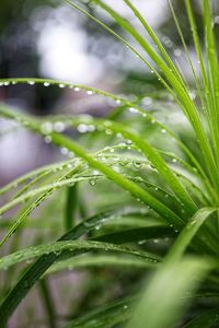 Close-up of wet plant leaves during rainy season