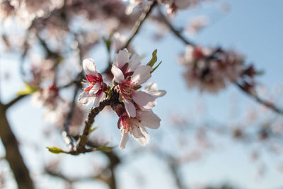 Close-up of cherry blossoms