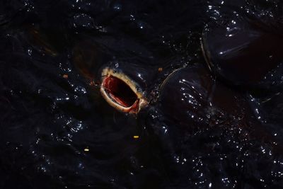 Close-up of fish swimming in lake