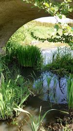 Plants growing by lake
