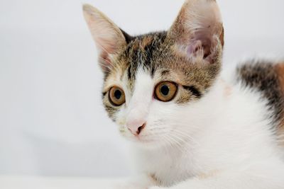 Close-up portrait of a cat