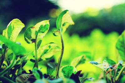 Close-up of plant