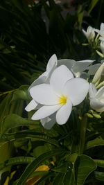 Close-up of white flowering plant