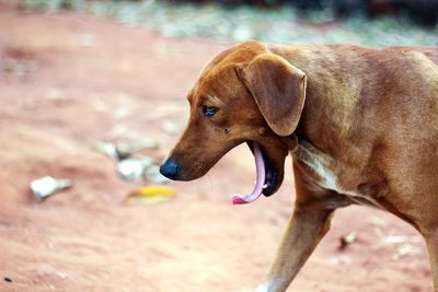 Close-up of dog