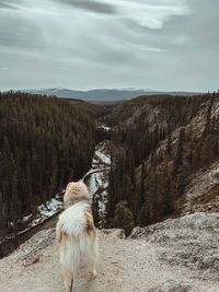 Dogs on snow covered mountain