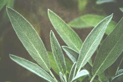 Close-up of sage plant