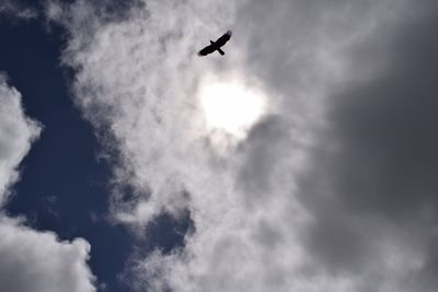 Low angle view of silhouette bird flying against sky