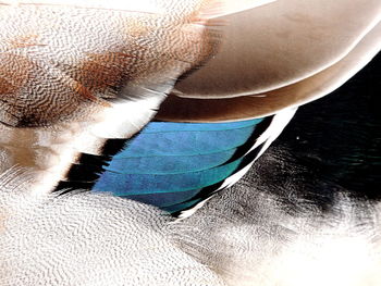 Close-up of object on wall