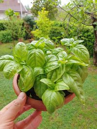 Cropped image of person holding fresh green plant