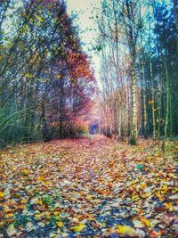 Surface level of road in forest