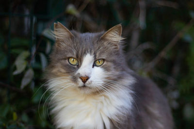 Close-up portrait of cat against blurred background