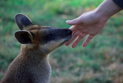 Close-up of human hand on field