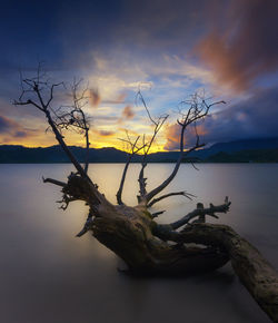 Bare tree by lake against sky during sunset