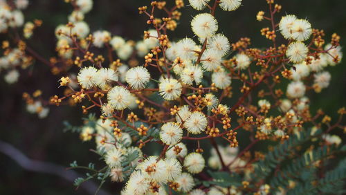 Close-up of cherry blossoms in spring